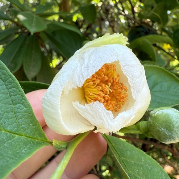 AGOLDE cutoff Jeans Short Size 27 High Rise - Picture 7 of 7